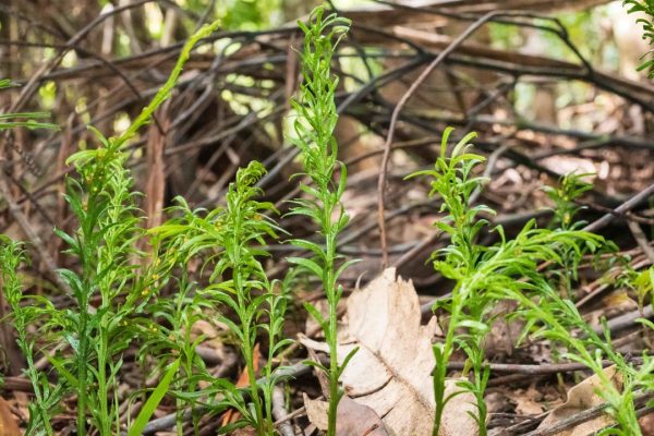 Genoma, una felce batte il record di quello più grande mai scoperto. Ma a cosa le serva rimane un mistero