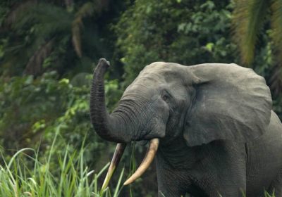 Elefanti, anche loro si “chiamano per nome”