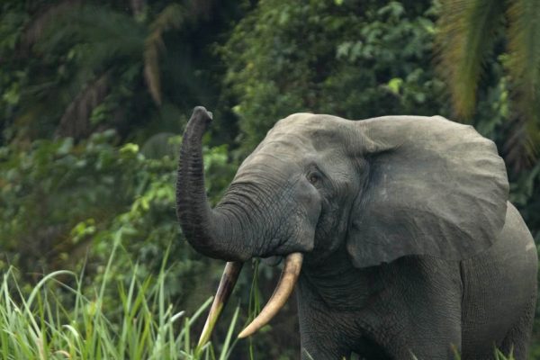 Elefanti, anche loro si “chiamano per nome”