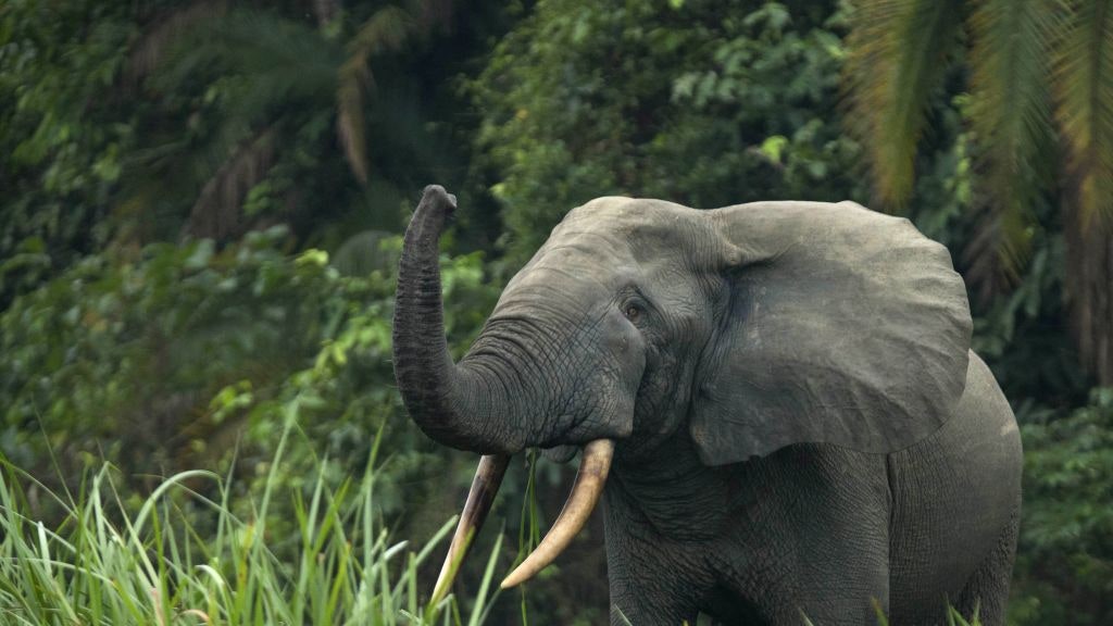 Elefanti, anche loro si “chiamano per nome”