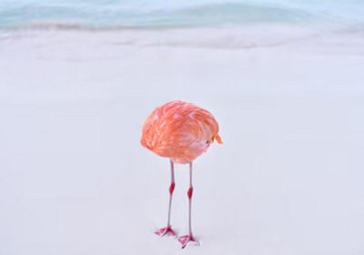 Foto premiata in concorso dominato dall’intelligenza artificiale: la rivoluzione delle immagini reali