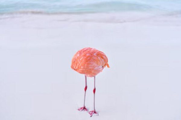 Foto premiata in concorso dominato dall’intelligenza artificiale: la rivoluzione delle immagini reali