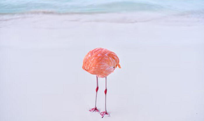 Foto premiata in concorso dominato dall’intelligenza artificiale: la rivoluzione delle immagini reali