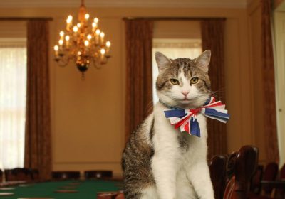 Larry The Cat, biografia, ruolo e successo del gatto di Downing Street