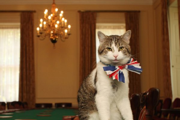 Larry The Cat, biografia, ruolo e successo del gatto di Downing Street