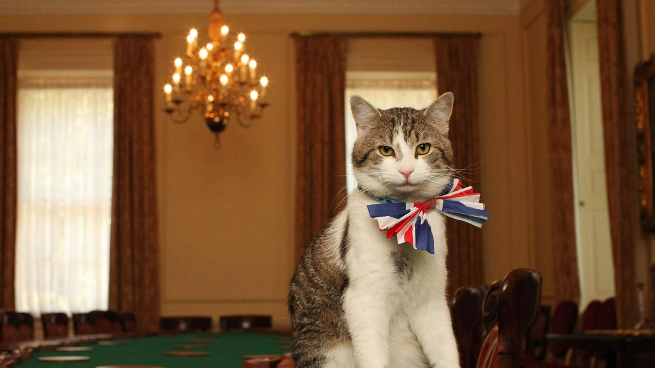 Larry The Cat, biografia, ruolo e successo del gatto di Downing Street