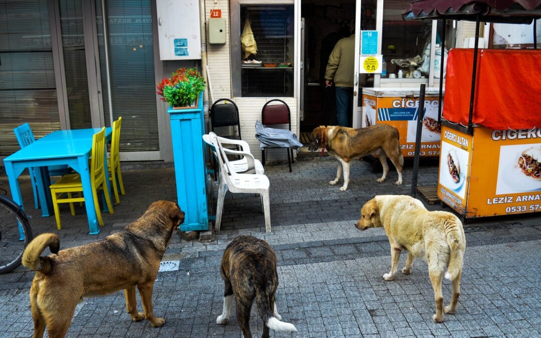 Cani, la contestata legge della Turchia per sbarazzarsi dei randagi