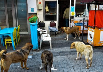 Cani, la contestata legge della Turchia per sbarazzarsi dei randagi