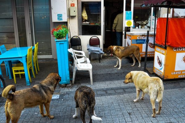 Cani, la contestata legge della Turchia per sbarazzarsi dei randagi