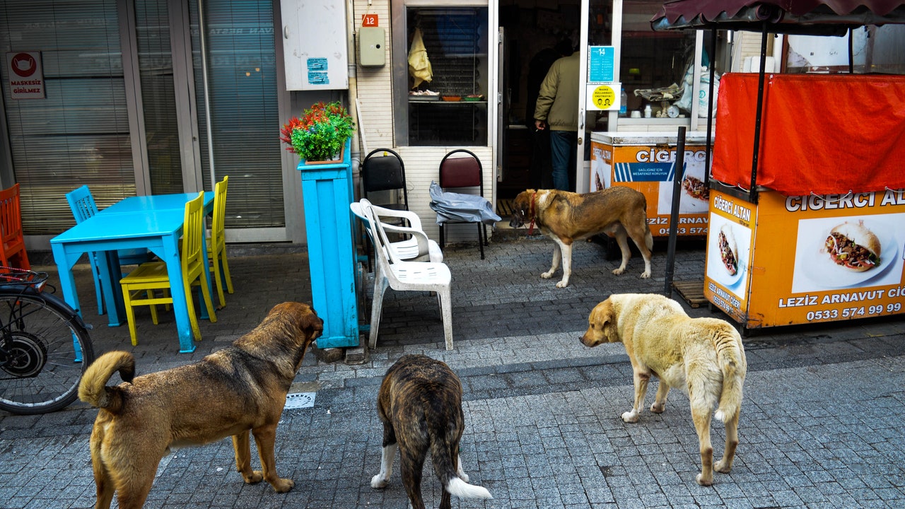 Cani, la contestata legge della Turchia per sbarazzarsi dei randagi