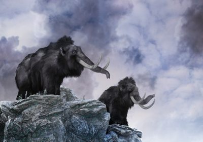 Mammut, come sono scomparsi gli ultimi dalla Terra?