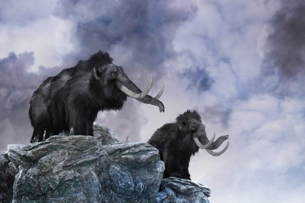 Mammut, come sono scomparsi gli ultimi dalla Terra?