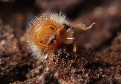 Bostrico dell’abete rosso, in che modo l’aumento delle temperature ne sta favorendo la diffusione