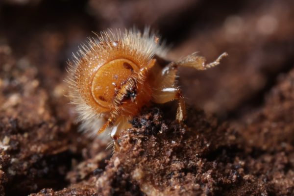 Bostrico dell’abete rosso, in che modo l’aumento delle temperature ne sta favorendo la diffusione
