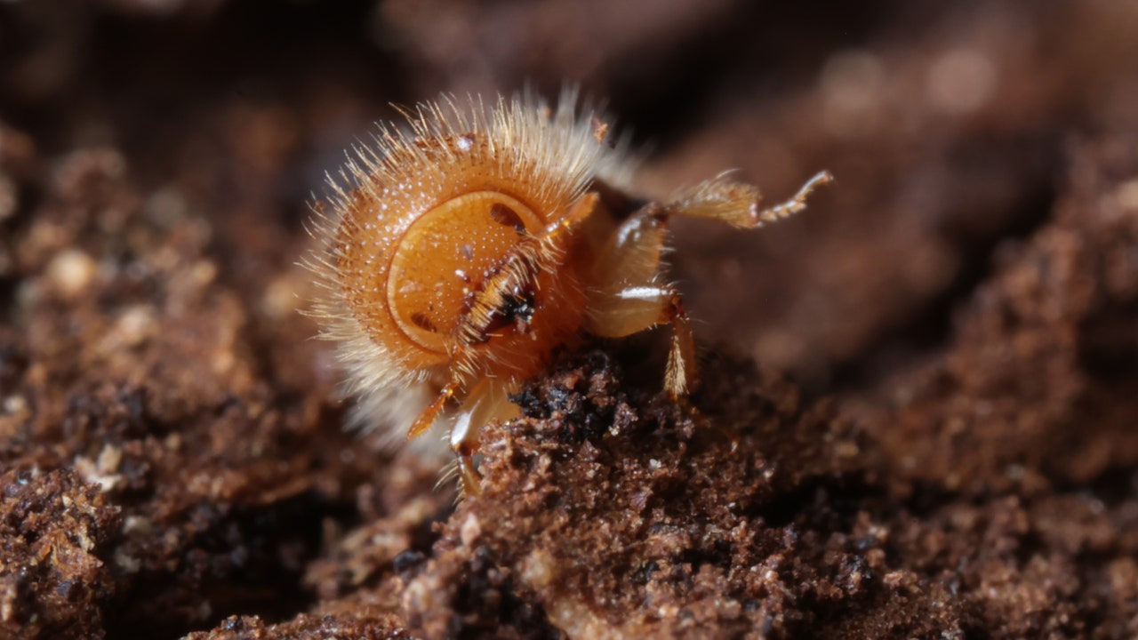 Bostrico dell’abete rosso, in che modo l’aumento delle temperature ne sta favorendo la diffusione