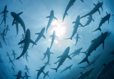 Squali, in Brasile sono risultati positivi alla cocaina (no, non è la trama di un film horror)