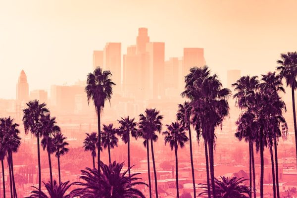 Alberi, anche loro possono inquinare l’aria se troppo stressati dal caldo