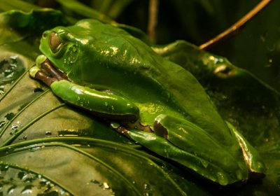 Veleno di rana, cos’è questa sostanza e perché è pericolosa