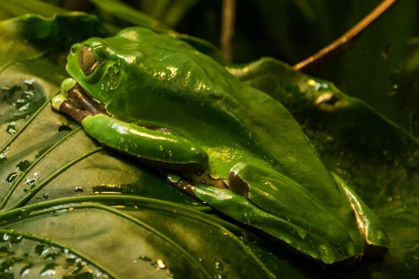 Veleno di rana, cos’è questa sostanza e perché è pericolosa