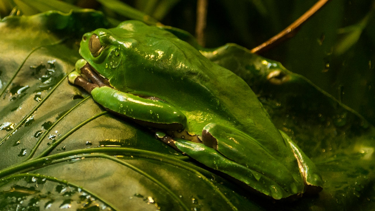 Veleno di rana, cos’è questa sostanza e perché è pericolosa