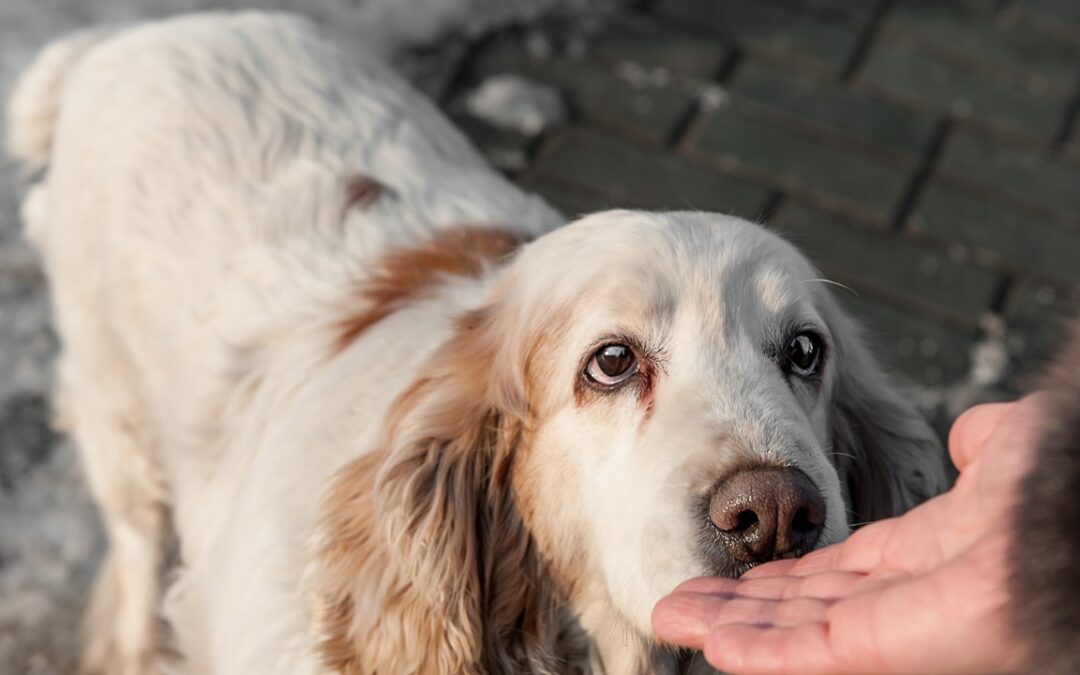 Cani, “annusano” il nostro stress