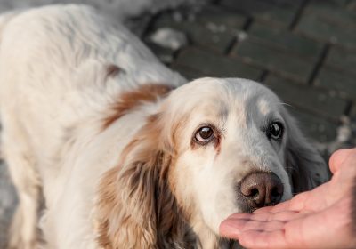 Cani, “annusano” il nostro stress