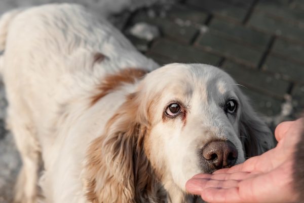 Cani, “annusano” il nostro stress