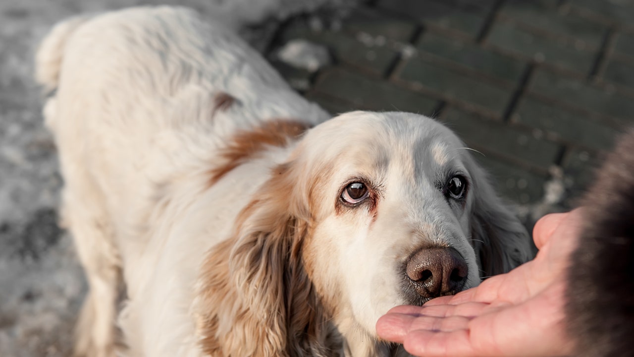 Cani, “annusano” il nostro stress