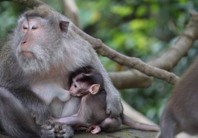 Mammiferi maschi, un modello matematico spiega perché non allattano