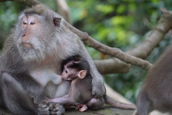 Mammiferi maschi, un modello matematico spiega perché non allattano