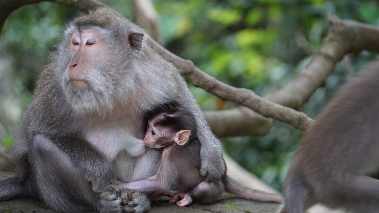 Mammiferi maschi, un modello matematico spiega perché non allattano