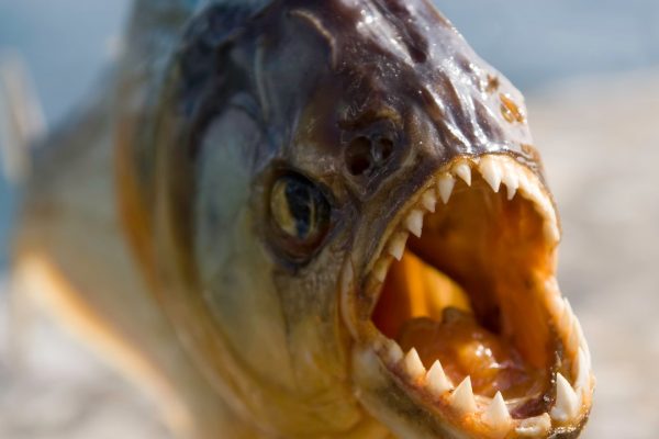 Piranhas in Rome, il nuovo film degli sceneggiatori di Lo chiamavano Jeeg Robot