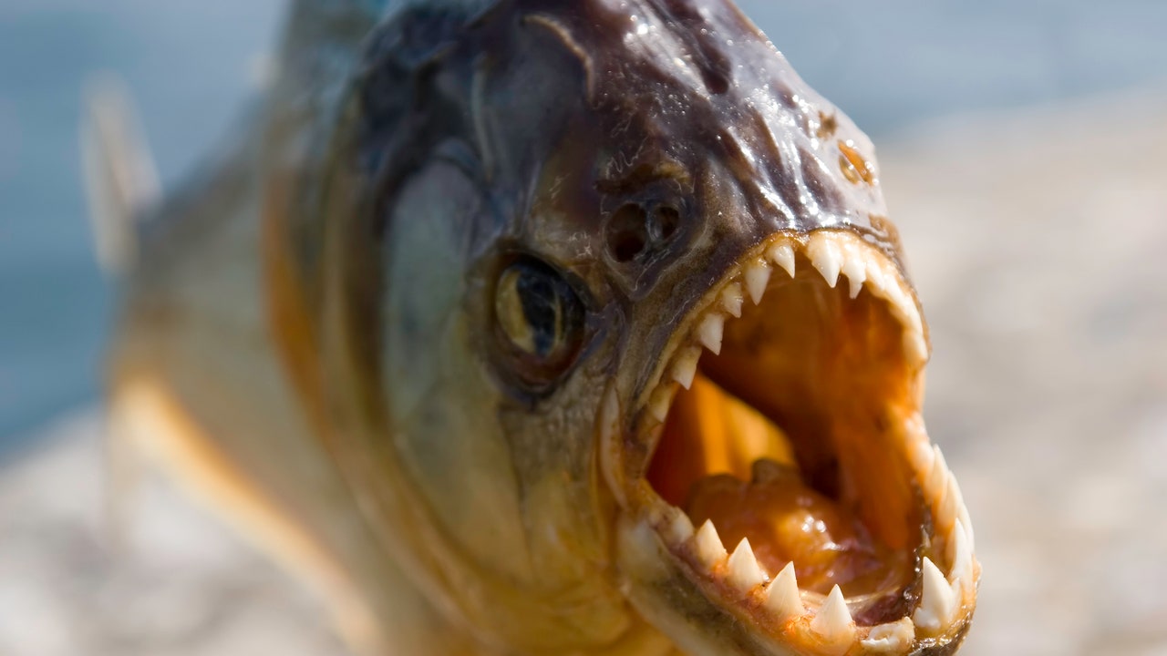 Piranhas in Rome, il nuovo film degli sceneggiatori di Lo chiamavano Jeeg Robot