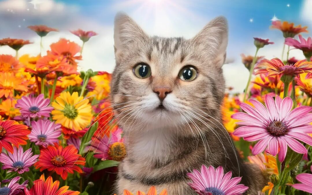 Adobe presenta alcune novità per Illustrator e Photoshop dedicate ai creativi e ai professionisti