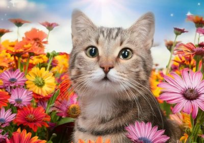 Adobe presenta alcune novità per Illustrator e Photoshop dedicate ai creativi e ai professionisti