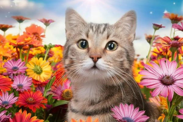 Adobe presenta alcune novità per Illustrator e Photoshop dedicate ai creativi e ai professionisti