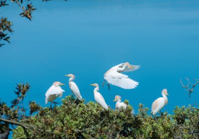 Francesco Barberini, il giovanissimo ornitologo che racconta le meraviglie dell’Isola Bisentina