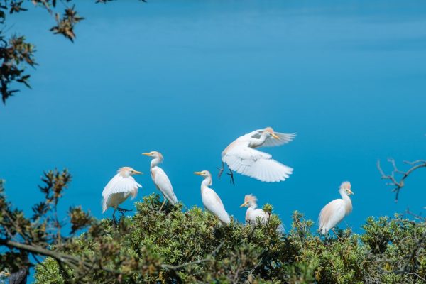 Francesco Barberini, il giovanissimo ornitologo che racconta le meraviglie dell’Isola Bisentina