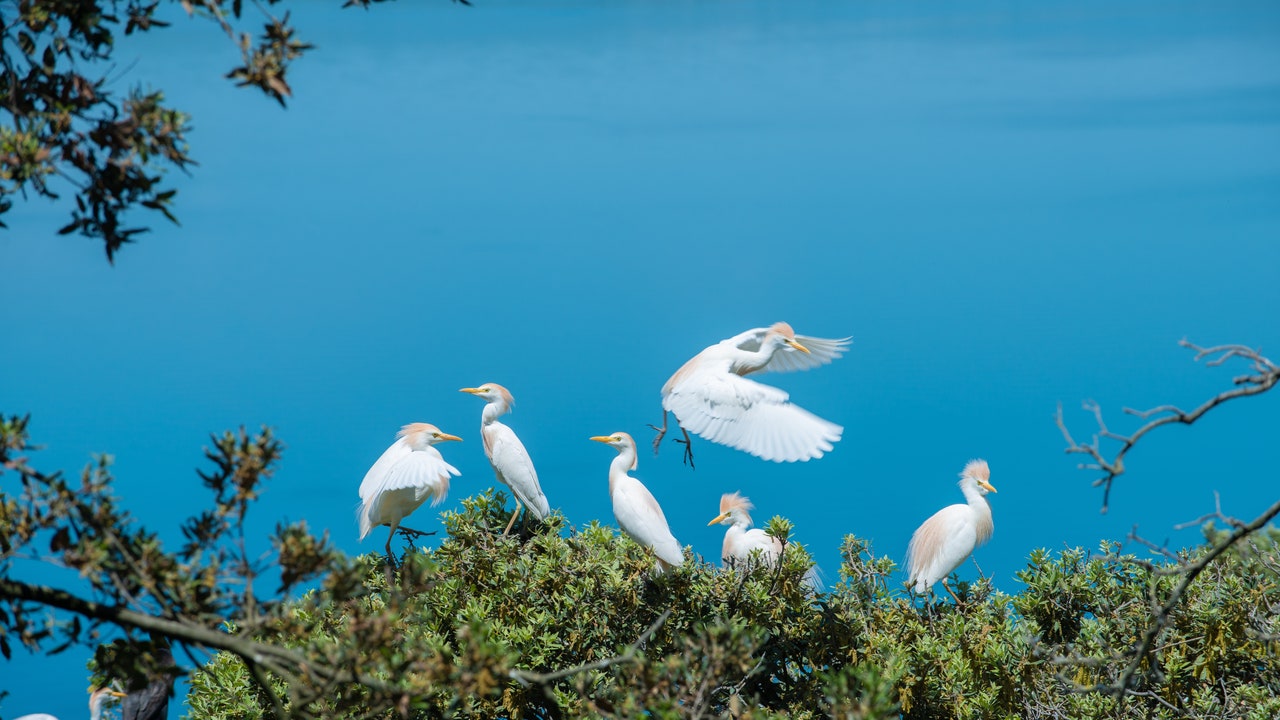 Francesco Barberini, il giovanissimo ornitologo che racconta le meraviglie dell’Isola Bisentina