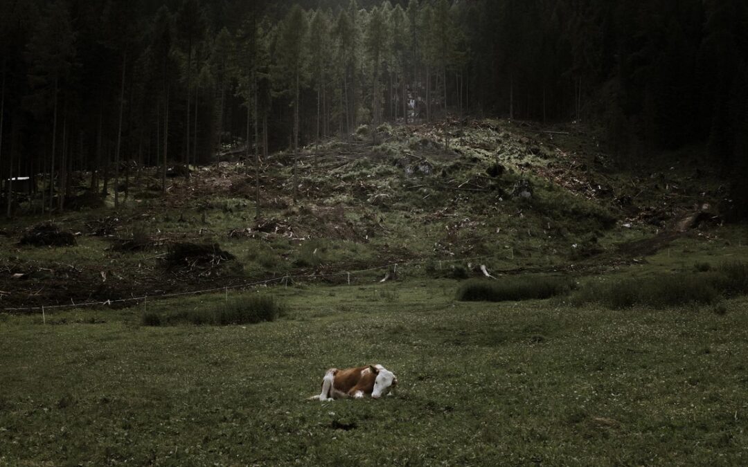 Forests seen from space – Echoes of the Vaia storm: Leica Camera Italia ed ESA insieme per le foreste