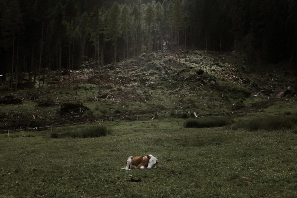 Forests seen from space – Echoes of the Vaia storm: Leica Camera Italia ed ESA insieme per le foreste