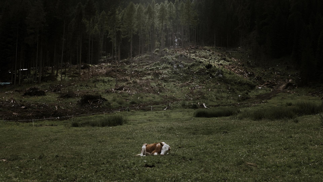 Forests seen from space – Echoes of the Vaia storm: Leica Camera Italia ed ESA insieme per le foreste