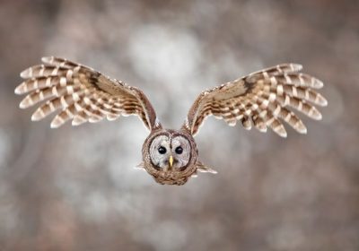 Stati Uniti, perché si pianifica di uccidere quasi mezzo milione di rapaci