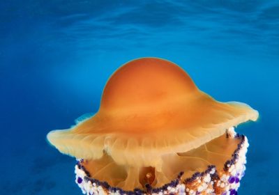 Medusa uovo fritto, come riconoscerla e perché non dobbiamo temerla