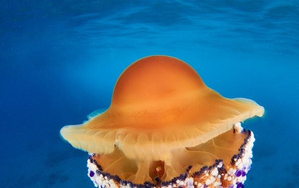 Medusa uovo fritto, come riconoscerla e perché non dobbiamo temerla