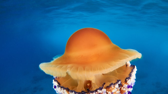 Medusa uovo fritto, come riconoscerla e perché non dobbiamo temerla