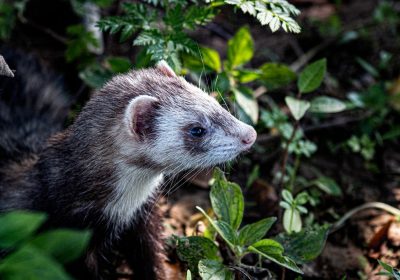 Influenza aviaria, l’H5N1 può diffondersi tra i mammiferi attraverso il latte