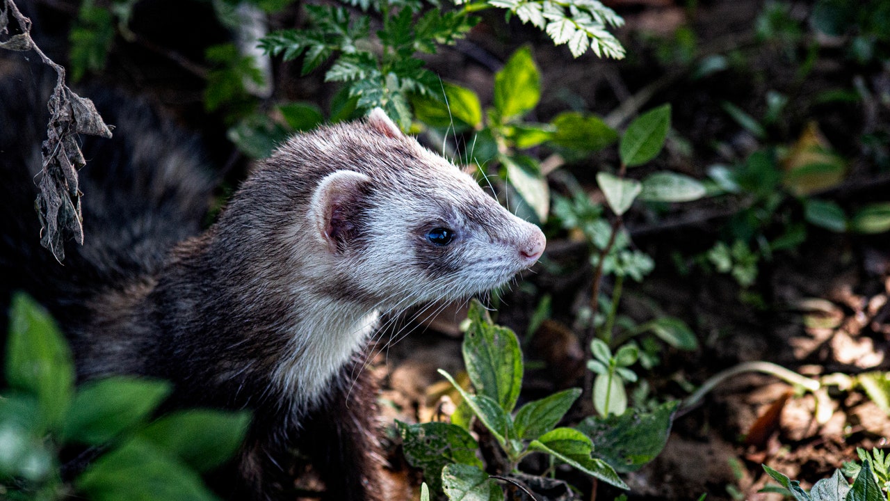 Influenza aviaria, l’H5N1 può diffondersi tra i mammiferi attraverso il latte