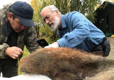 Mammut lanoso, estratti per la prima volta i cromosomi fossili dai resti di un esemplare morto 52.000 anni fa