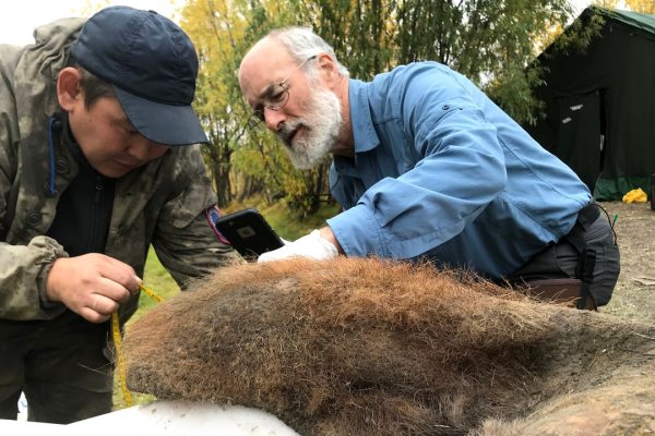 Mammut lanoso, estratti per la prima volta i cromosomi fossili dai resti di un esemplare morto 52.000 anni fa